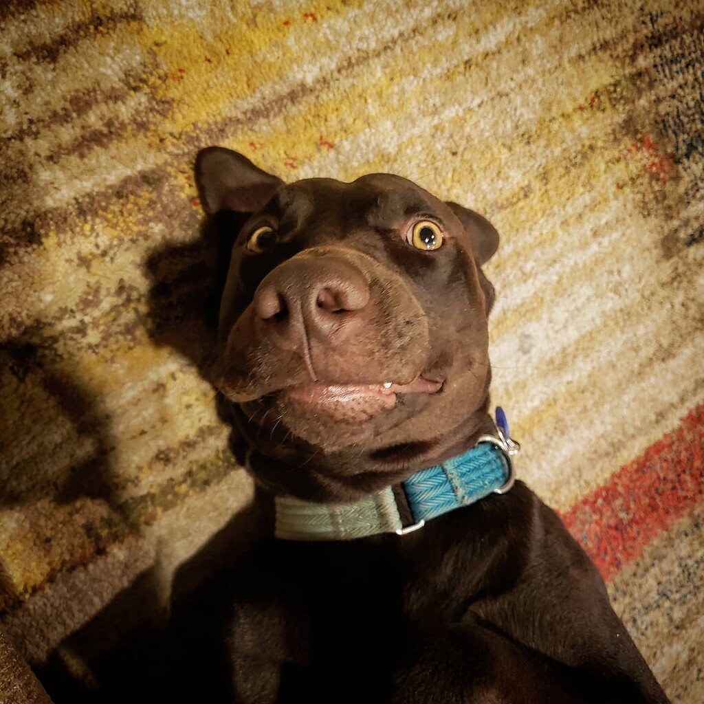 G Lube Toxic? I've Got a Dumb Dog Product Questions Glorious Forum